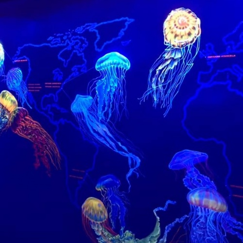 зображення медузи